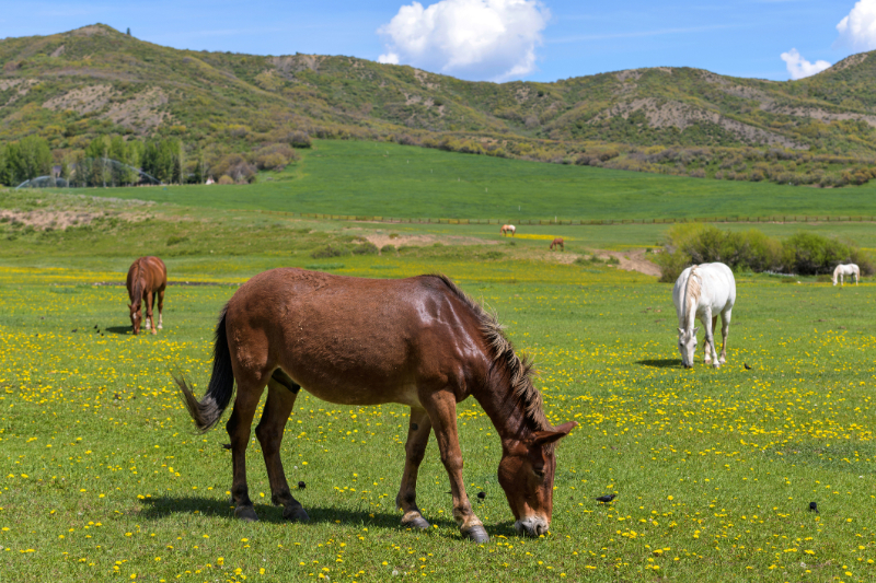 Horse on the grass field