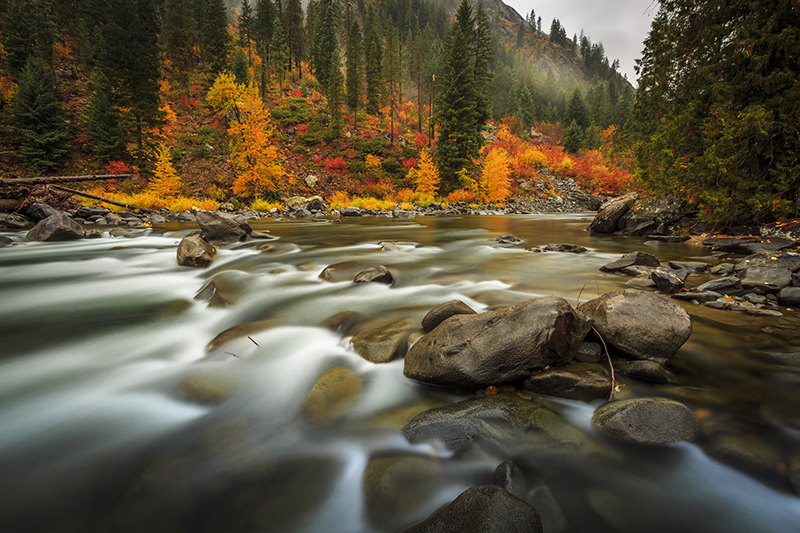 Scenic view of stream flowing through autumnal forestScenic view of stream flowing through autumnal forest